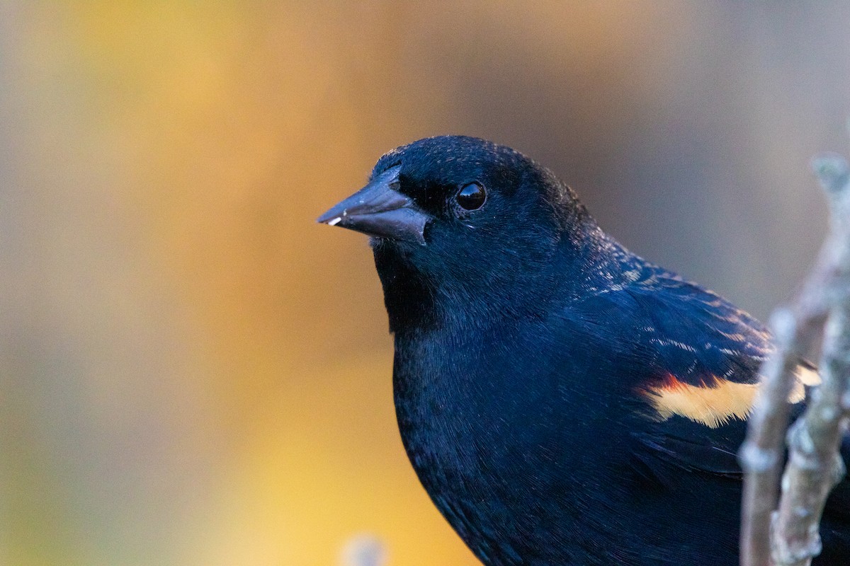 Red-winged Blackbird - ML644733413