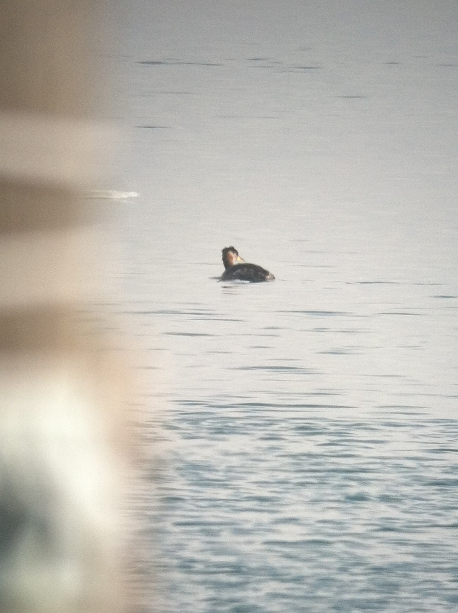 Пірникоза сірощока - ML644733415