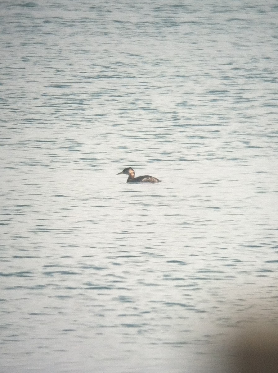 Пірникоза сірощока - ML644733416