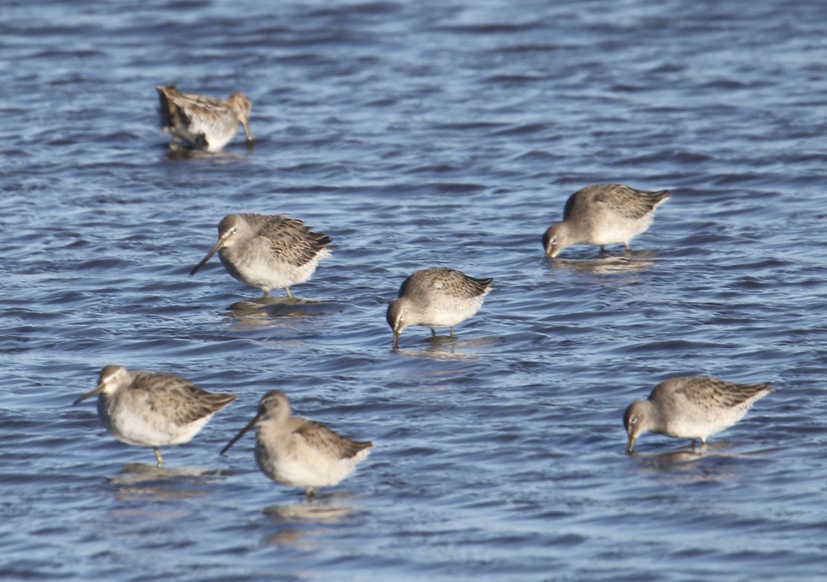 Bécassin à long bec - ML644733418