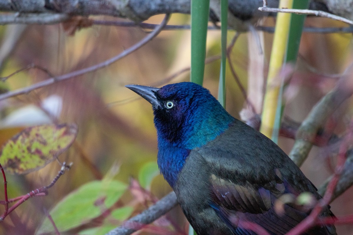 Пурпурный гракл - ML644733423