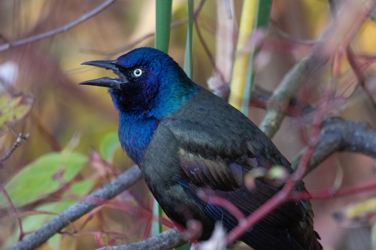 Пурпурный гракл - ML644733424