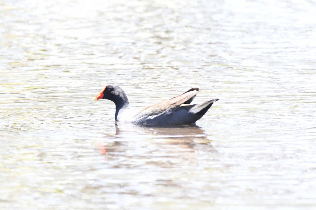 アメリカバン - ML644733428