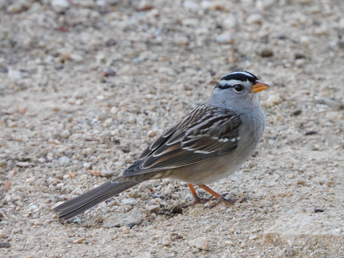 Белобровая овсянка (gambelii) - ML644733437