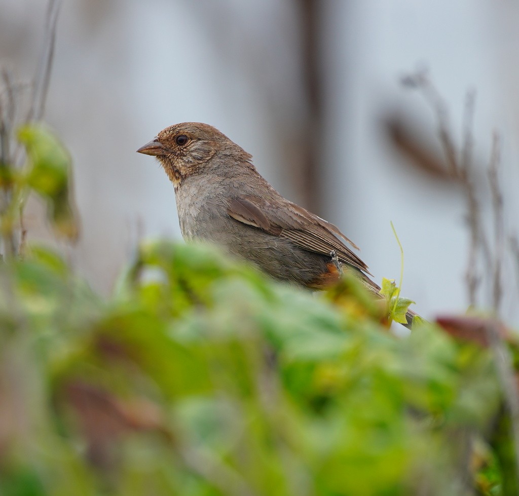 Tohi de Californie - ML644733438