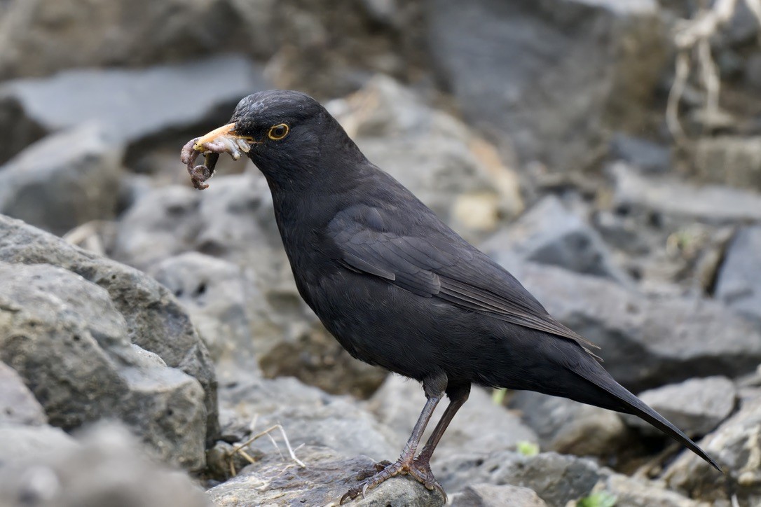 Eurasian Blackbird - ML644733439