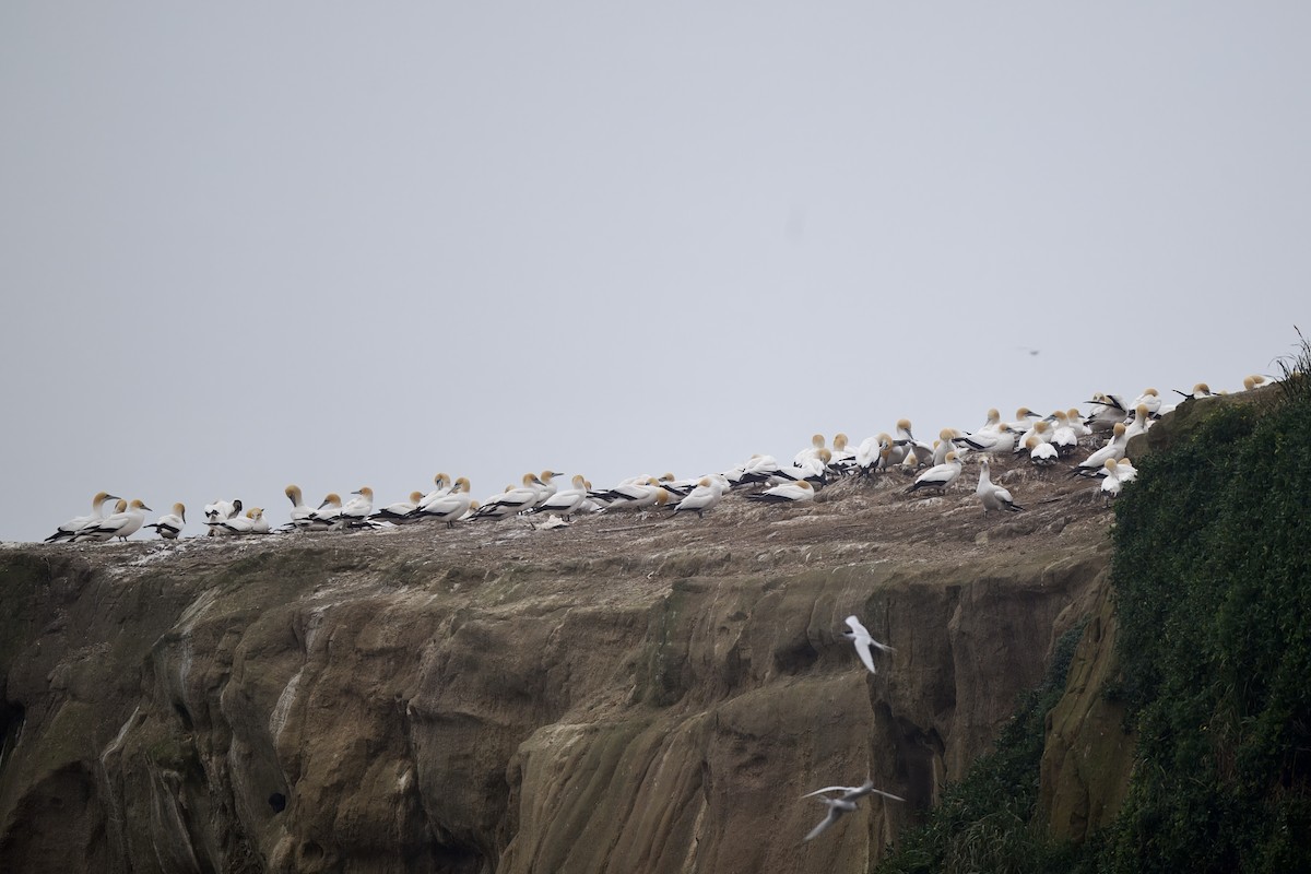 Australasian Gannet - ML644733442