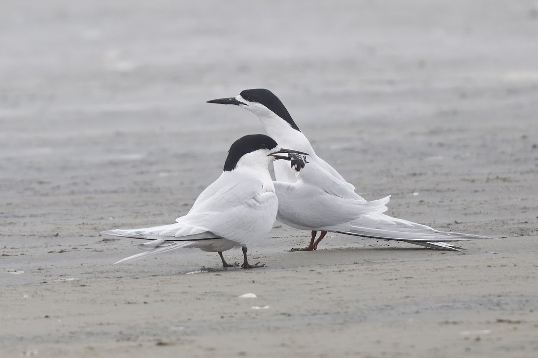 White-fronted Tern - ML644733448