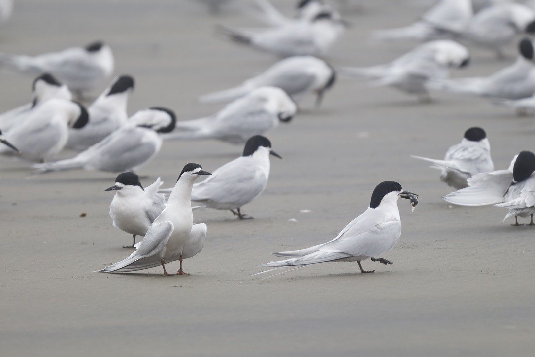 White-fronted Tern - ML644733449