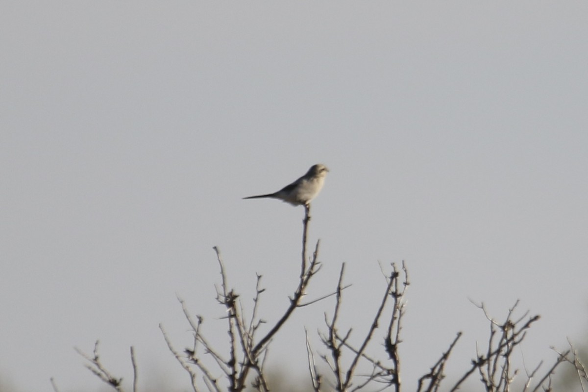 Northern Shrike - ML644733452
