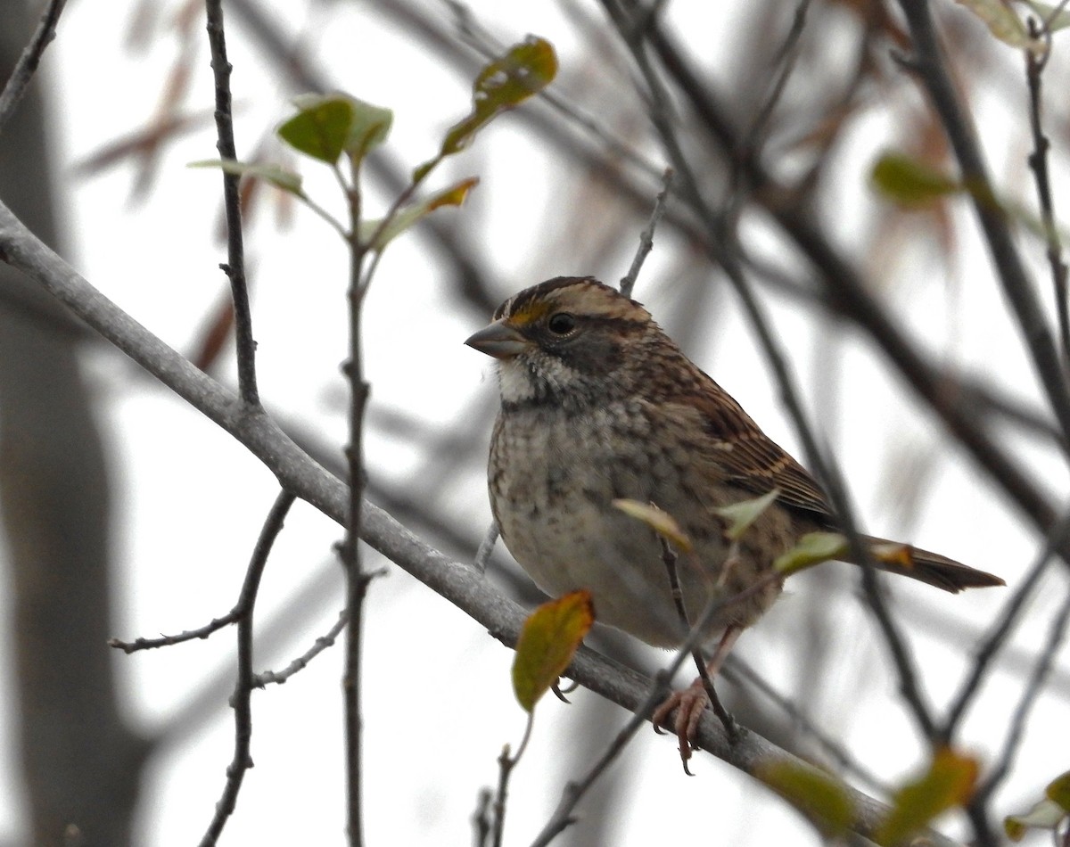 Chingolo Gorjiblanco - ML644733453