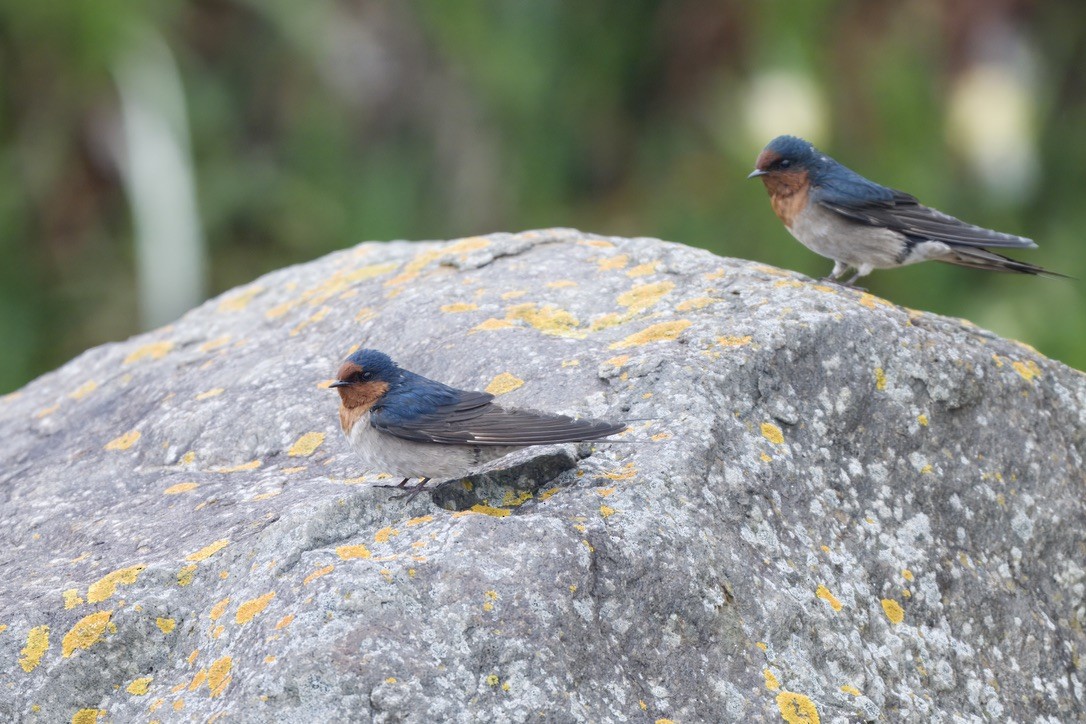 Welcome Swallow - ML644733454