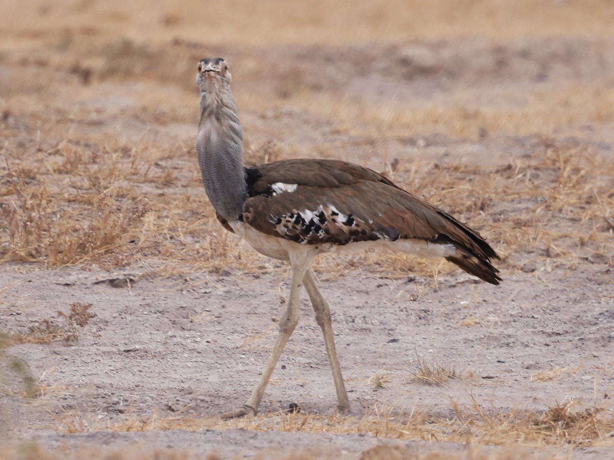 Kori Bustard - ML644733455