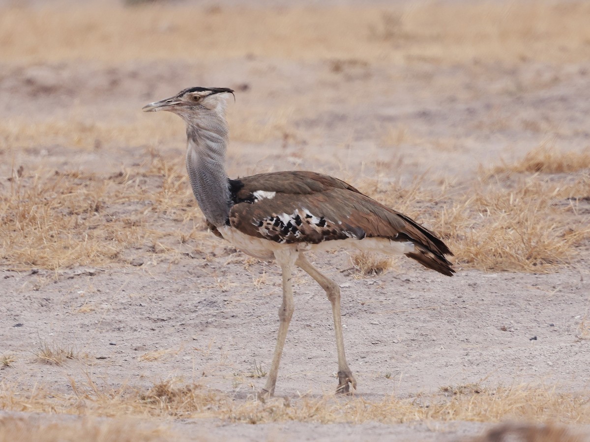 Kori Bustard - ML644733456