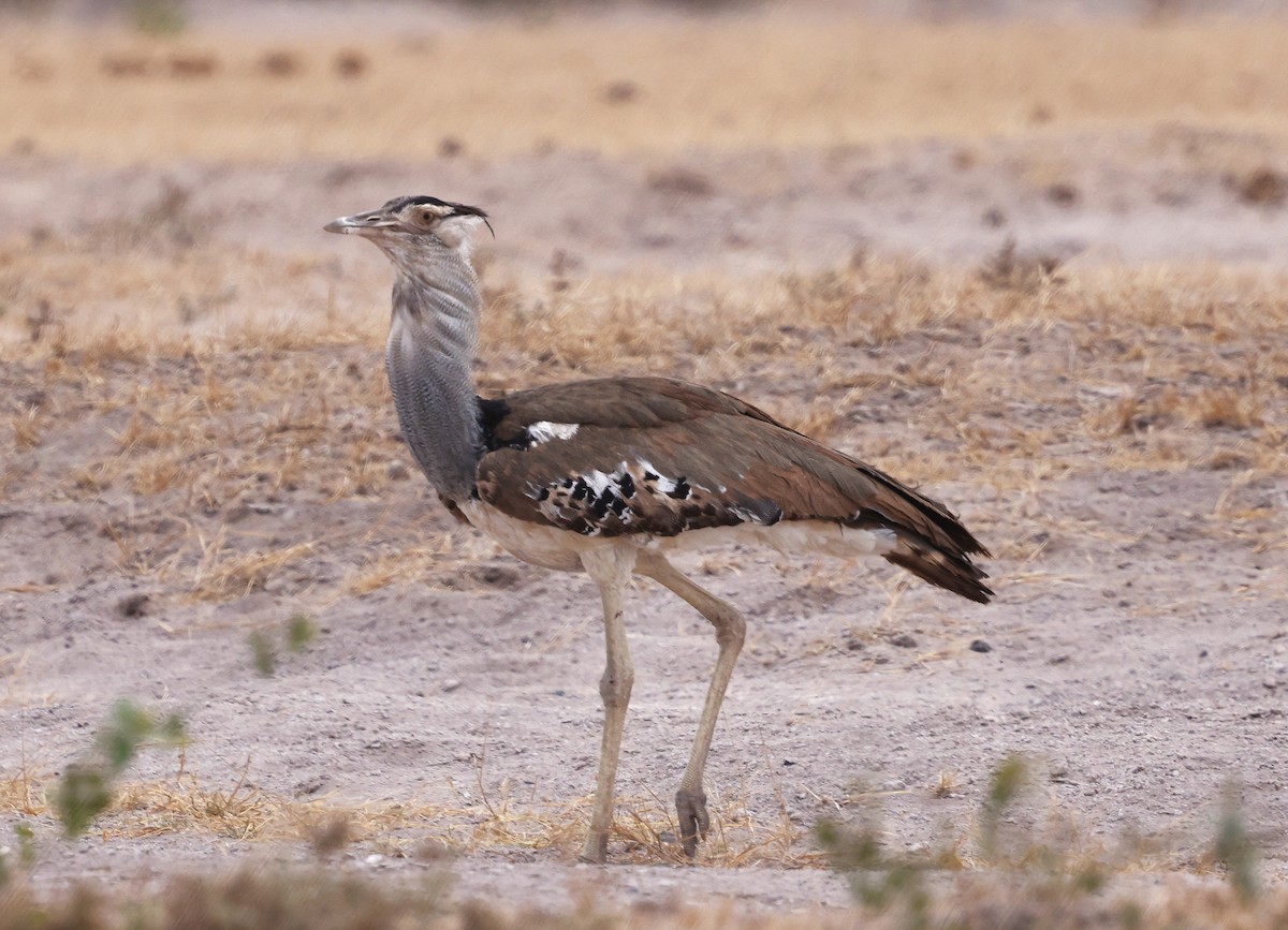 Kori Bustard - ML644733457