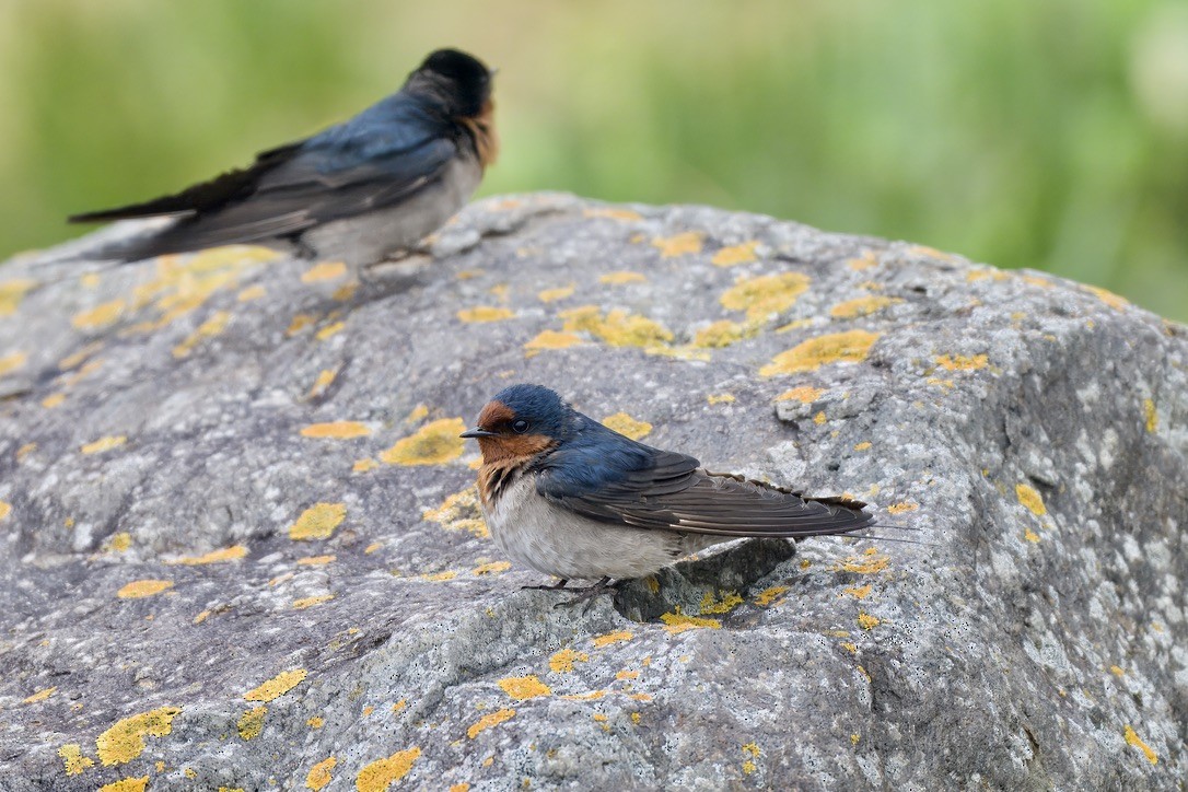 Welcome Swallow - ML644733458