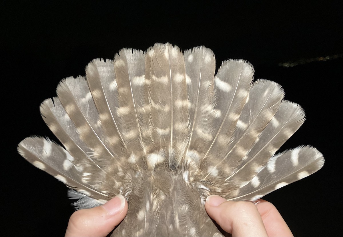 Сич хатній - ML644733461