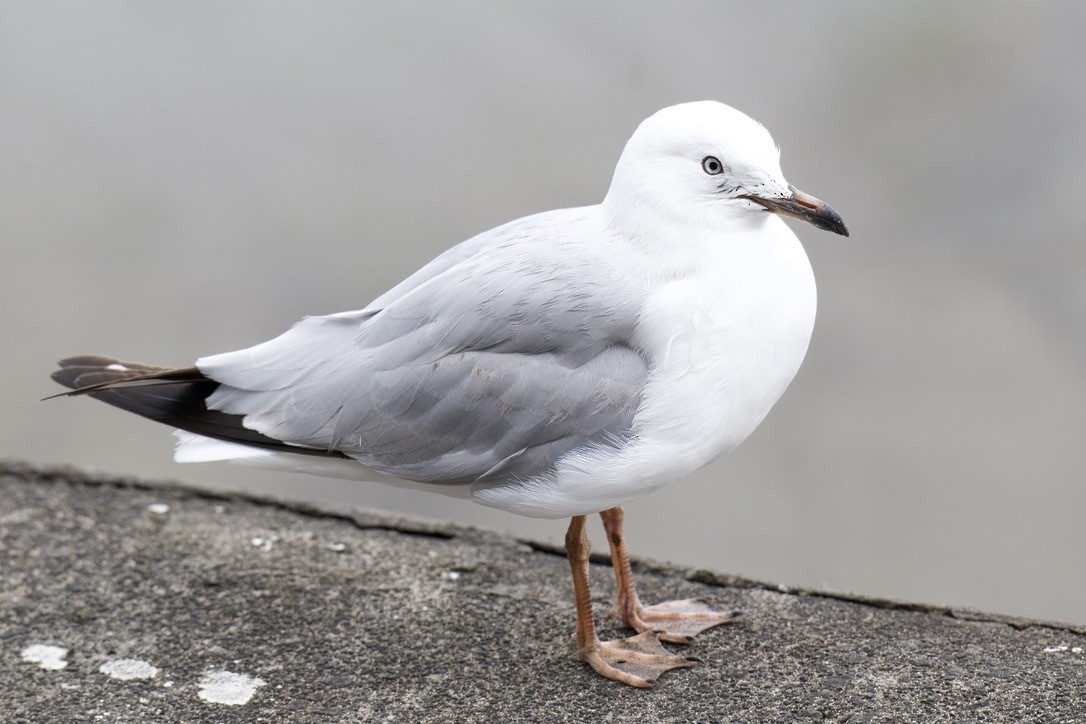 Silver Gull - ML644733464