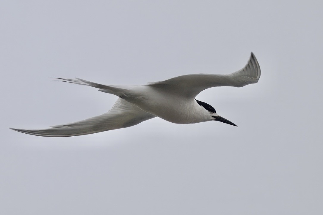 White-fronted Tern - ML644733466