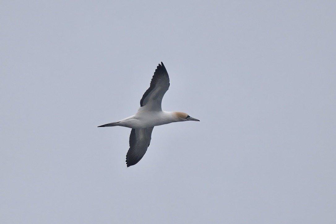 Australasian Gannet - ML644733467