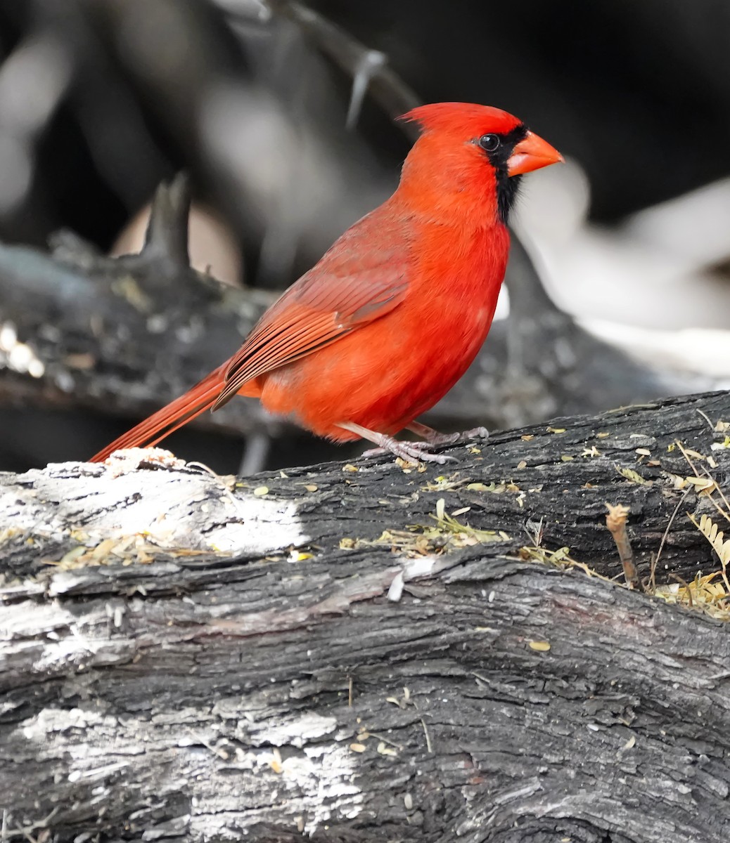 Cardinal rouge - ML644733475