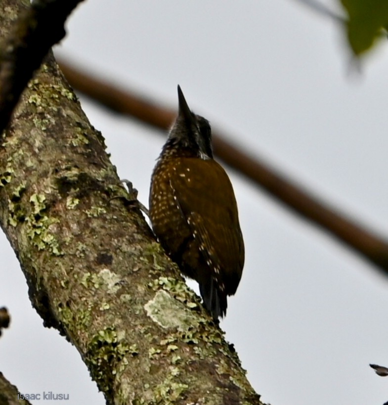 キガシラゲラ - ML644733487