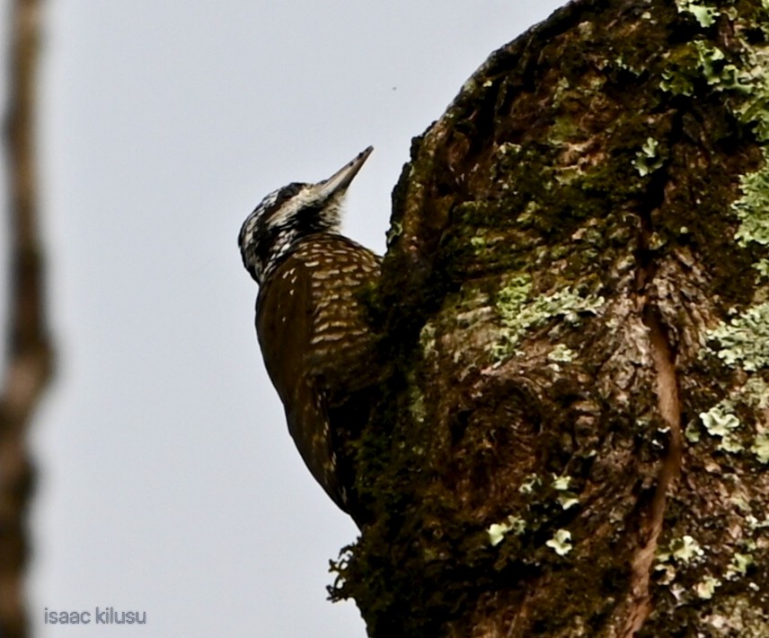 キガシラゲラ - ML644733488