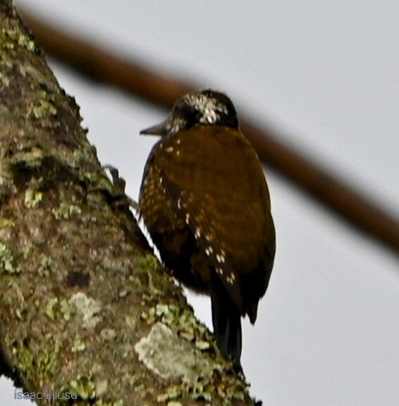 キガシラゲラ - ML644733489