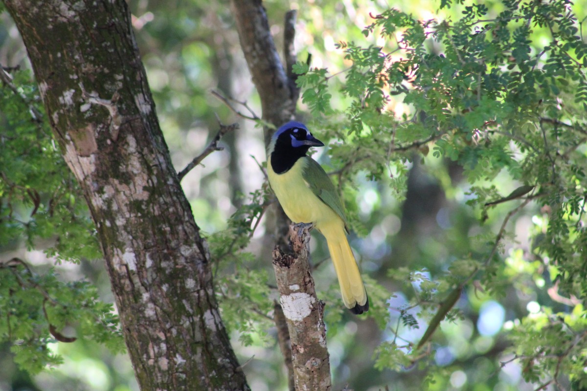 Yeşil Karga - ML644733492