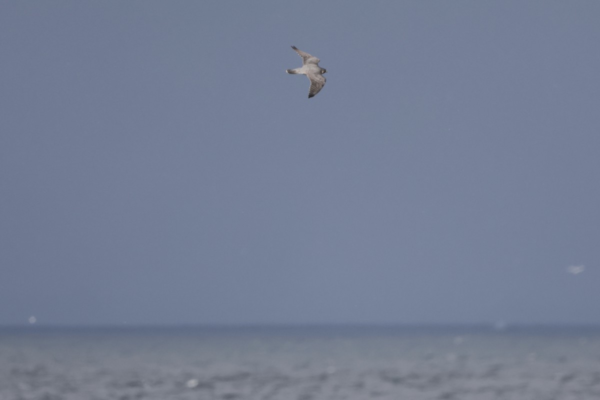 Faucon pèlerin - ML644733514