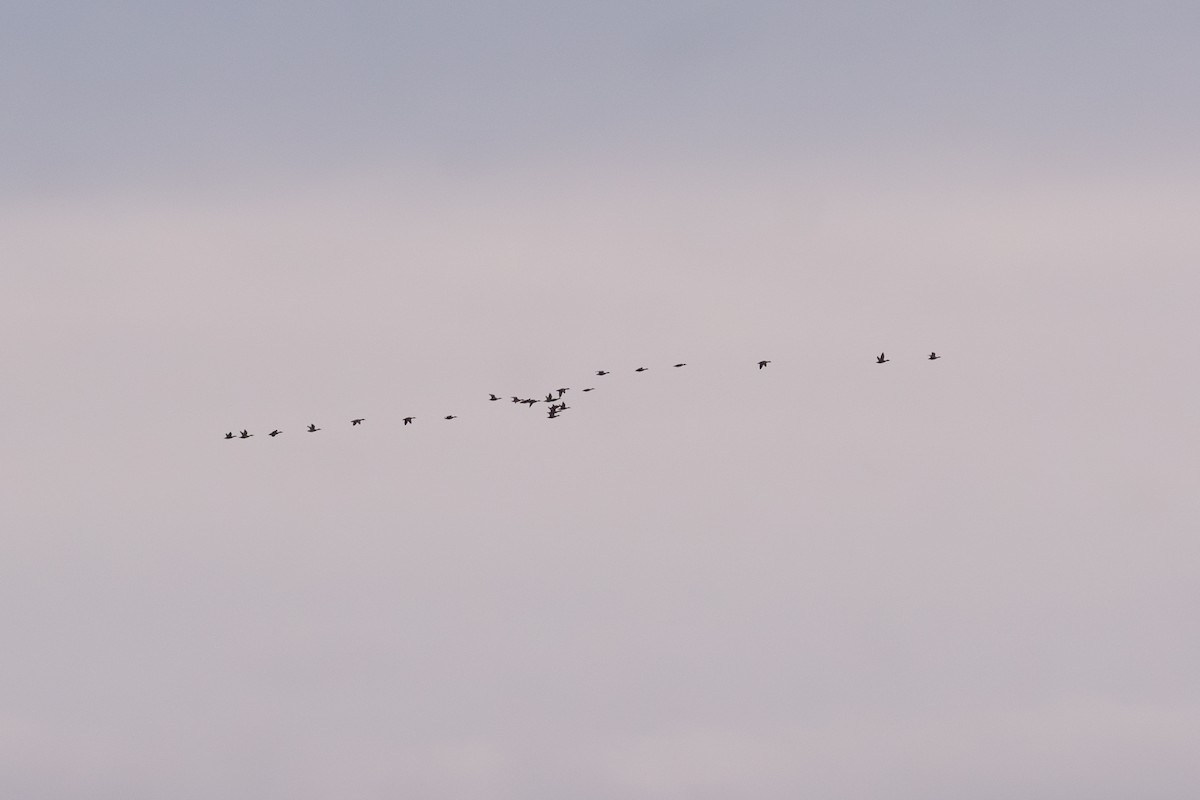 ברכיה - ML644733527