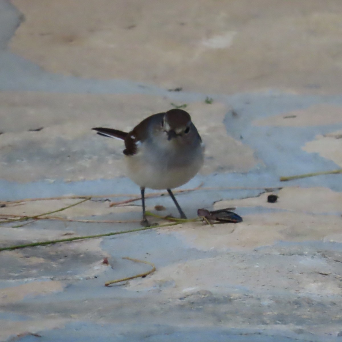 Мадагаскарский шама (inexspectatus) - ML644733541