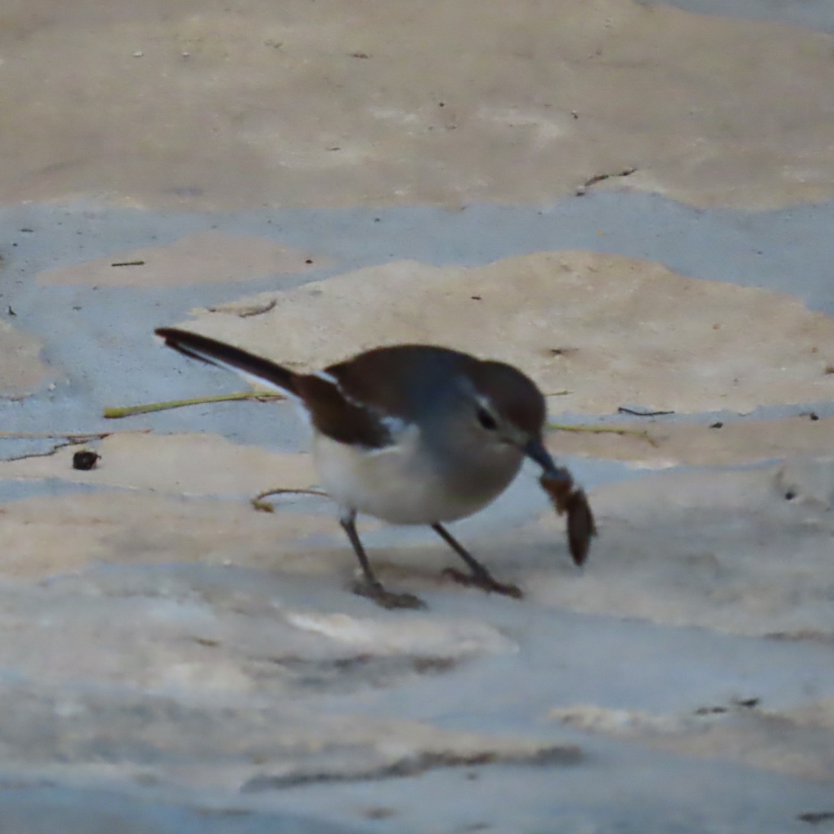 Мадагаскарский шама (inexspectatus) - ML644733542