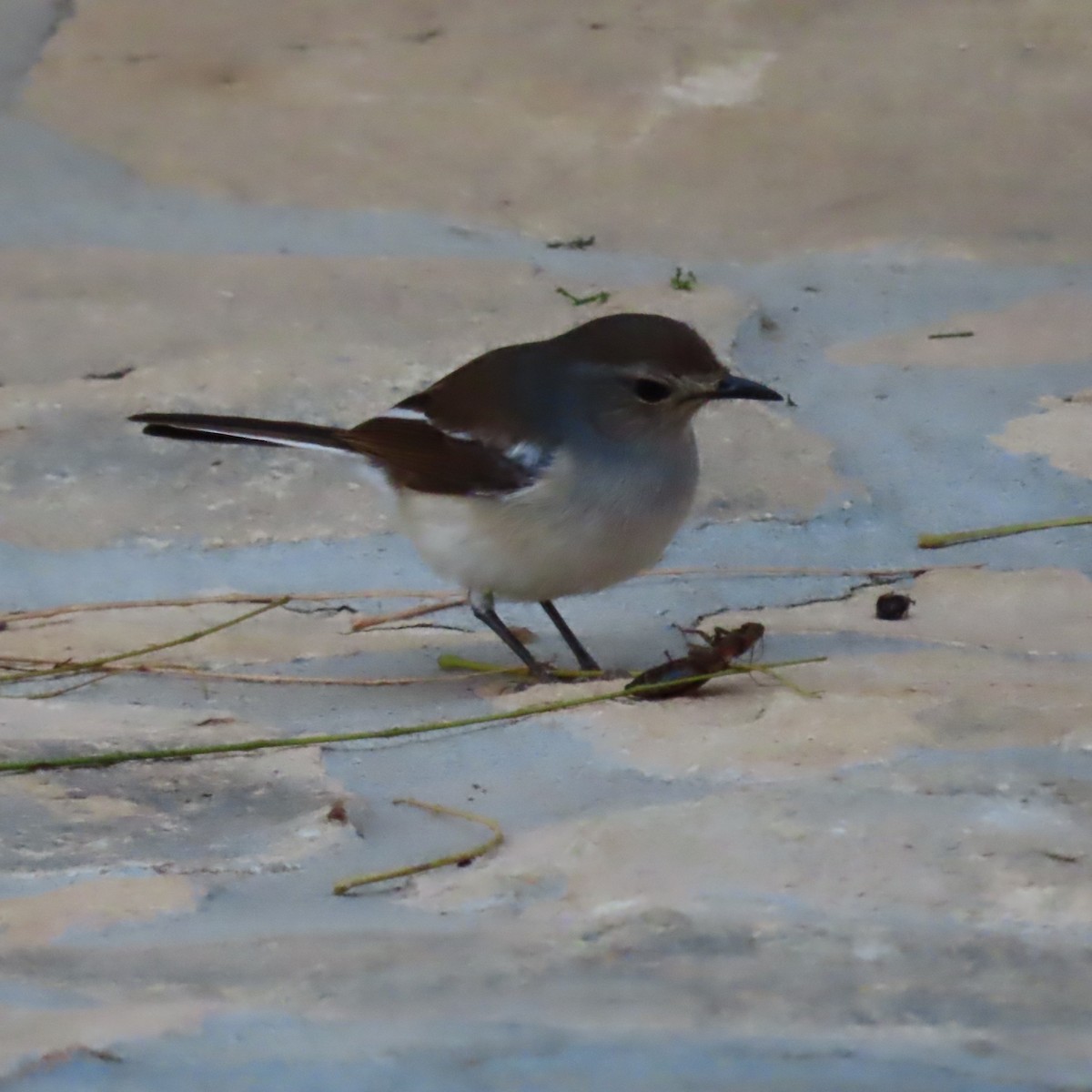 Мадагаскарский шама (inexspectatus) - ML644733543