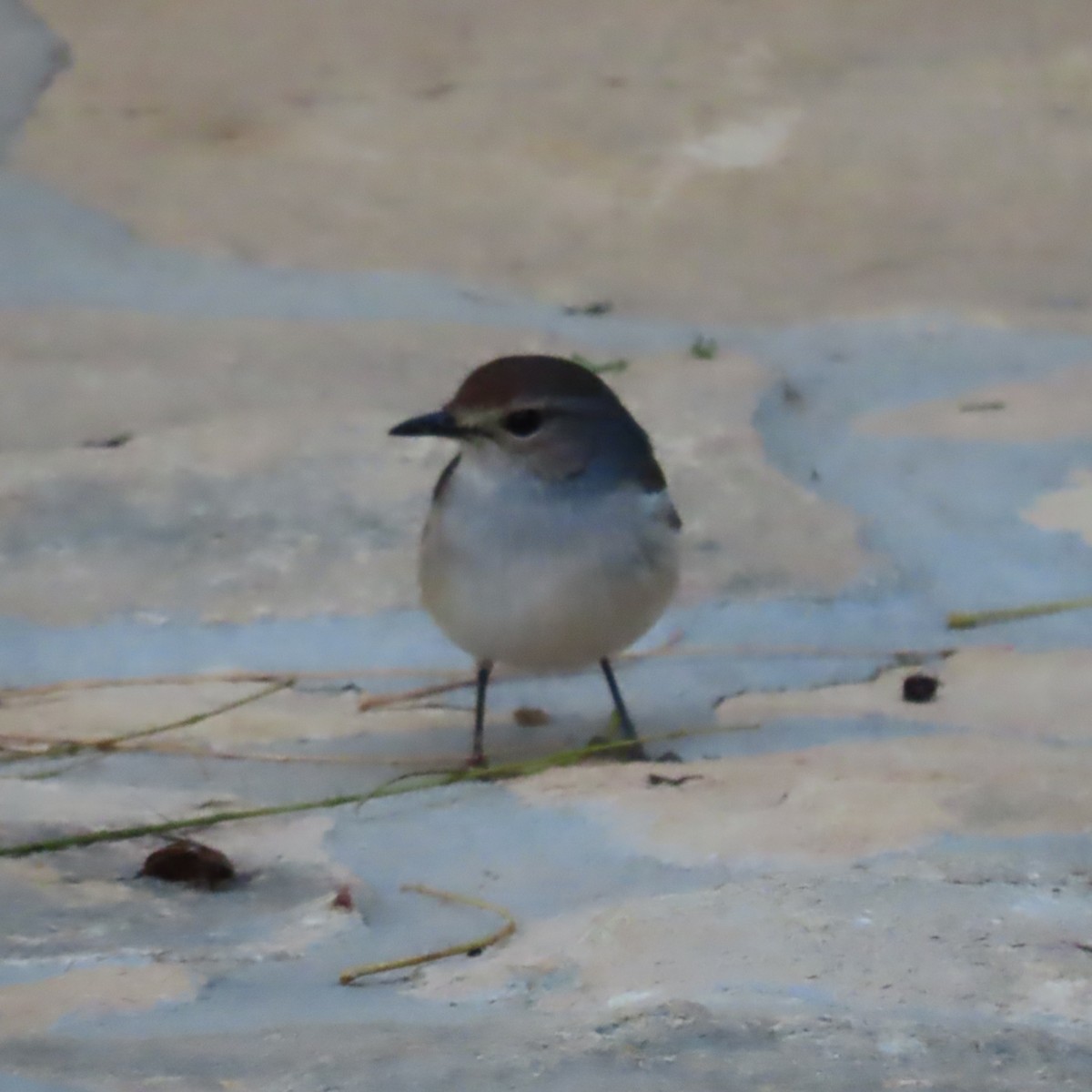 Мадагаскарский шама (inexspectatus) - ML644733544