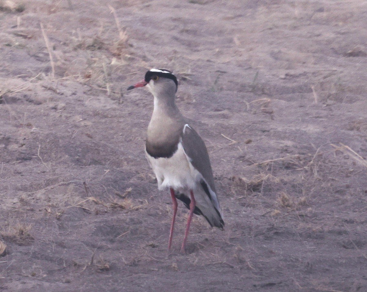 Crowned Lapwing - ML644733545