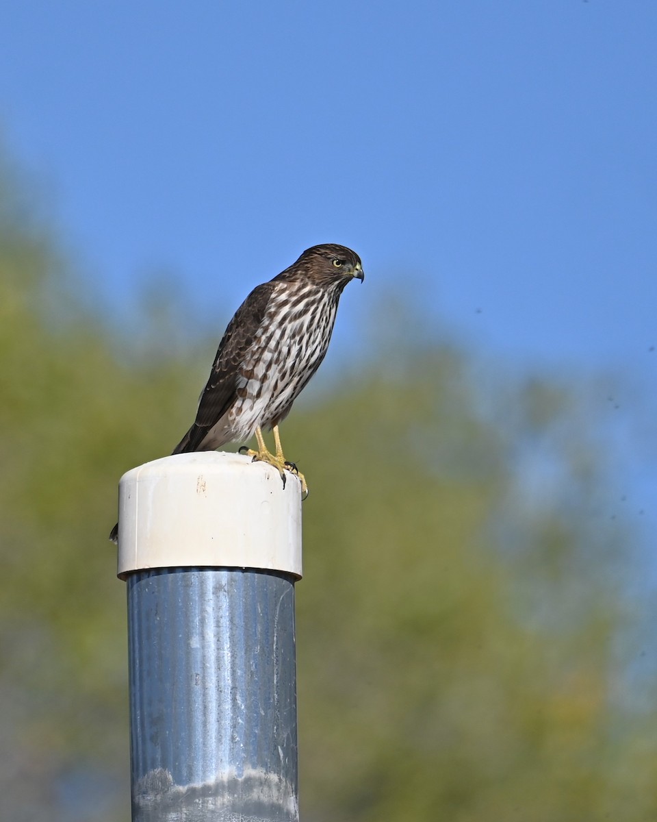 Cooper's Hawk - ML644733547