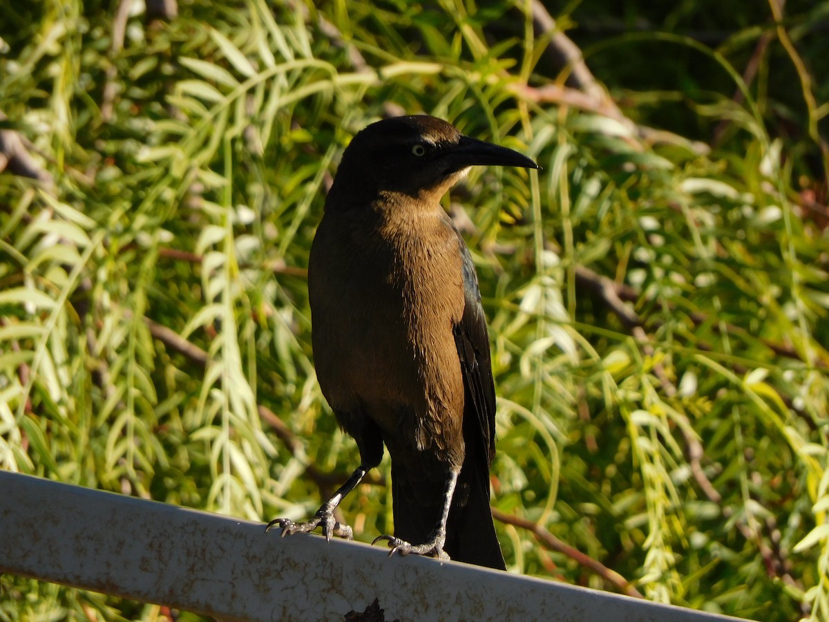 Great-tailed Grackle - ML644733549
