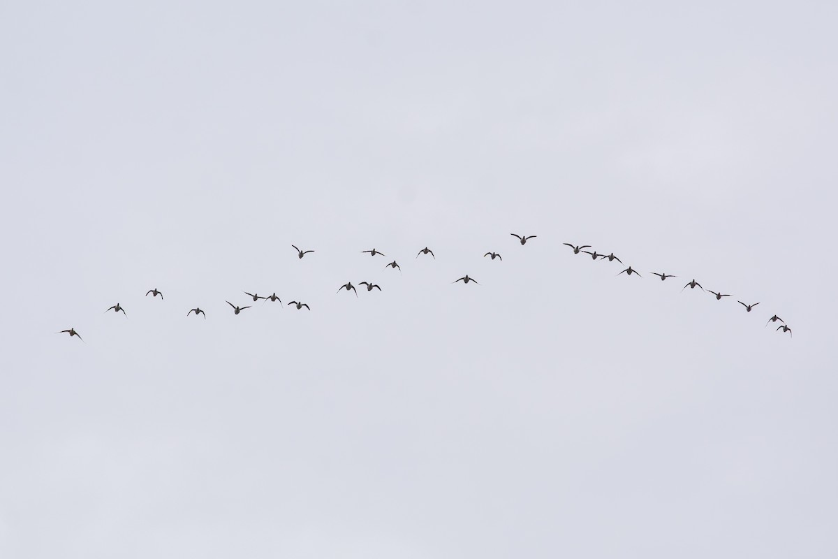 עבראש ירוק - ML644733552