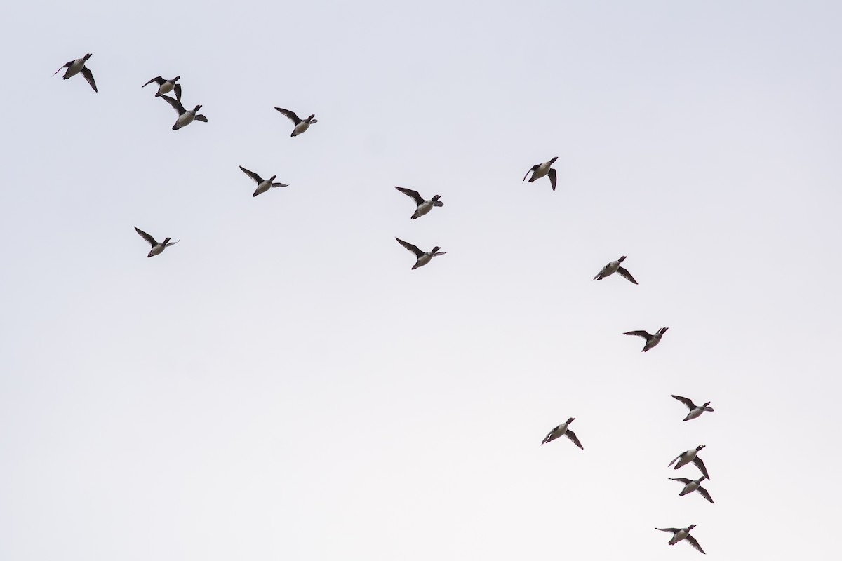 עבראש ירוק - ML644733553