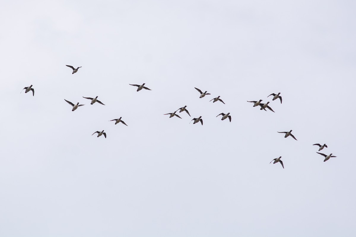 עבראש ירוק - ML644733554