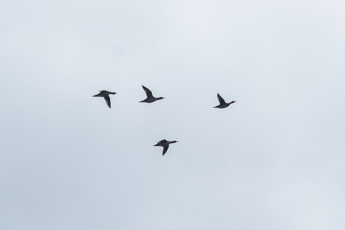 מרגון מקושט - ML644733556