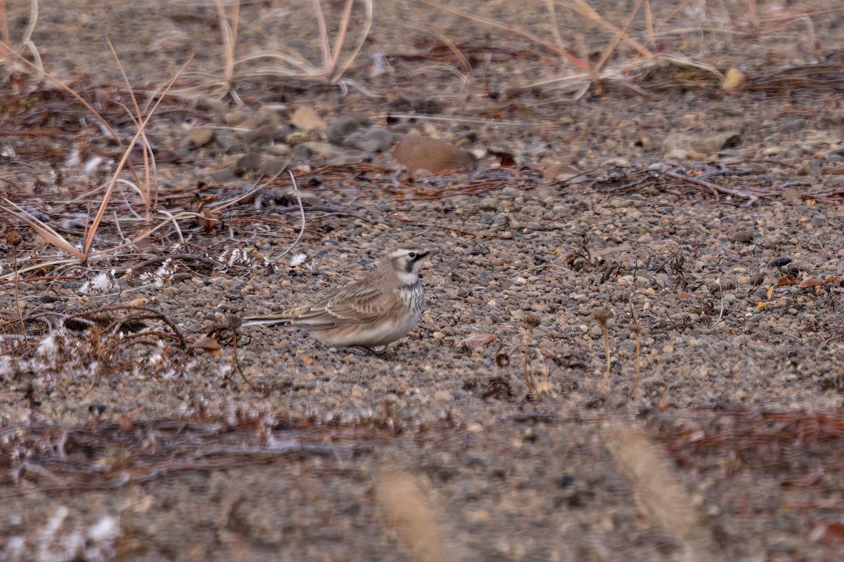 Жайворонок рогатий - ML644733557