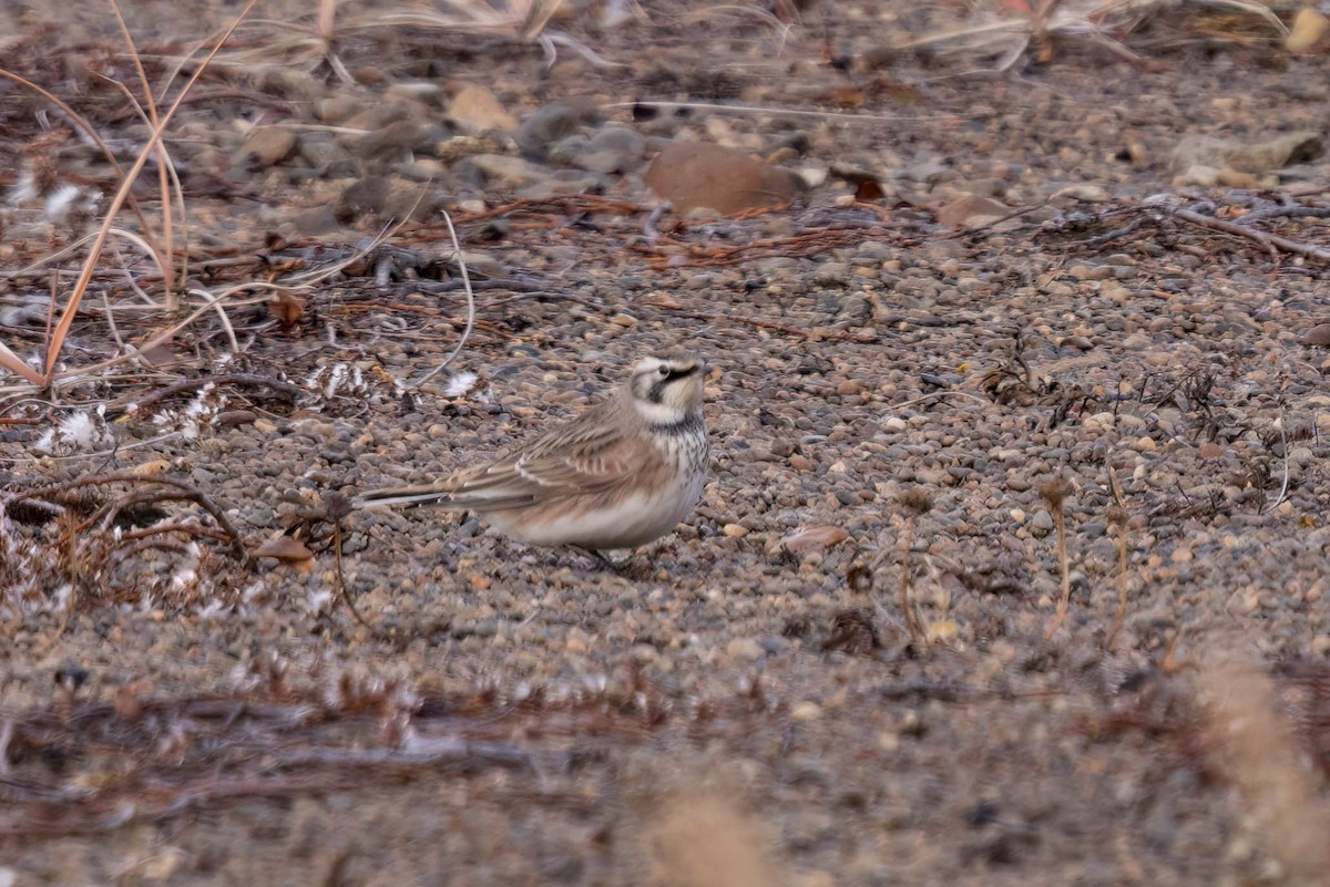Жайворонок рогатий - ML644733558