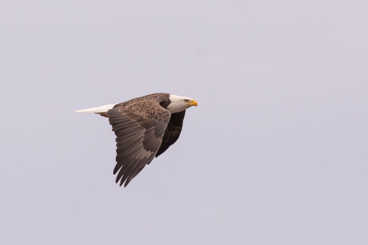 עיטם לבן-ראש - ML644733561