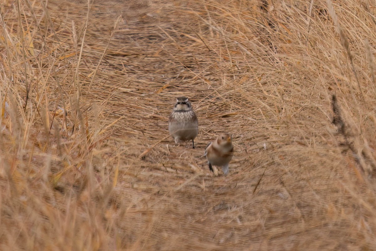 Жайворонок рогатий - ML644733565