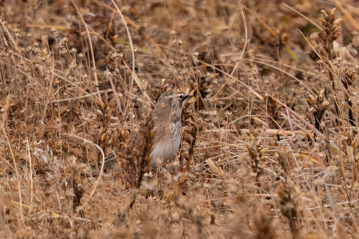 Жайворонок рогатий - ML644733566