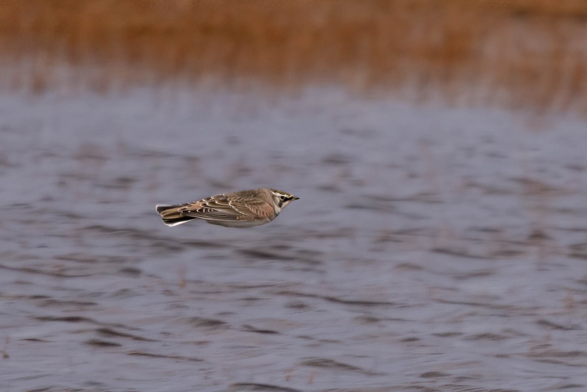 Жайворонок рогатий - ML644733568