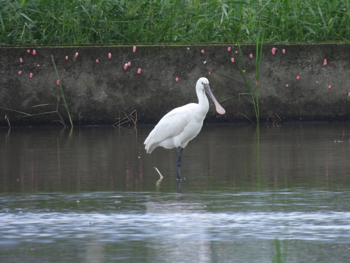 Халбаган хошуут - ML644733570