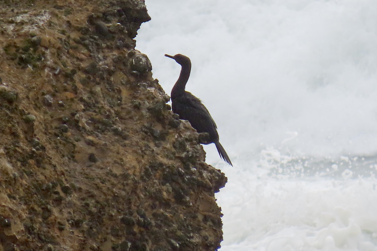 Pelagic Cormorant - ML644733572
